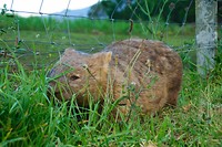 Mijn eerste wombat!