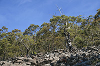 Mt Hamington