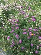 Natuur
