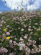 Natuur 2