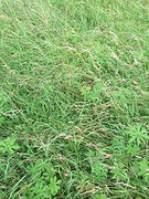 Gras