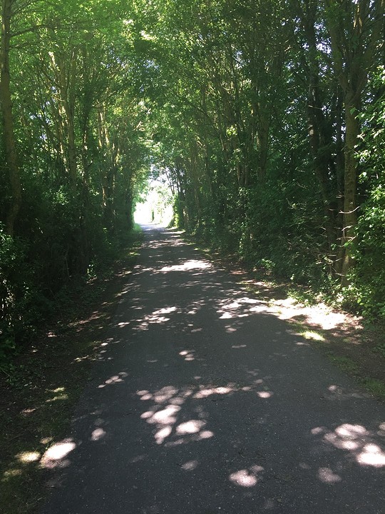 Donker bos
