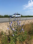 Oog voor de natuur blijven hebben, vlak langs de voortrazende auto's