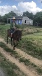 Te paard
