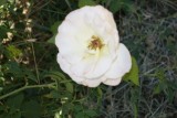 De witte variant.