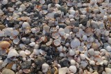 Mooie schelpen op het strand aan de Kaspische zee.