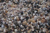 Schelpen op het strand van Astara.