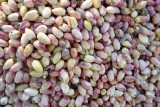 Verse pistachenoten.