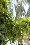 Een soort sinaasappel