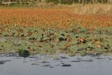Waterlelies in dit dit subtropisch gebied bij Sari.