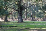 Een zeer oud bos in natuurreservaat Dasht-e-naz bij Sari.
