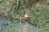 Een van de vele zonnende schildpadden.