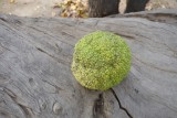 De jongens voetballen er mee !