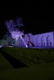 Een eerder armzalige oude moerbijboom in Bukhara.