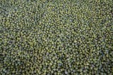 Mash : groene linzen met een mooi fijn wit puntje