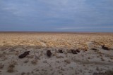 Muynak, de voormalige vissershaven ligt nu op 170 km van de zee. Voor ons : de zee.
