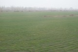 Wintertarwe