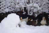 De sneeuw is gevallen voor iedereen. Dat is hun plekje.