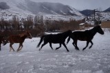 Volgens mij is het bruin paardje een przewalskypaard.