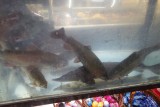 Een `zoetwatersteur` en dikke forellen in het aquarium van deze luxezaak.