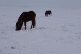 Paarden grazen ook in de winter