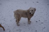 Dit hondenras noemen ze hier `it`. Ze zijn groot maar lief.