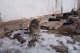 De poes des huize CBT wil met aandrang naar binnen maar mag precies niet.