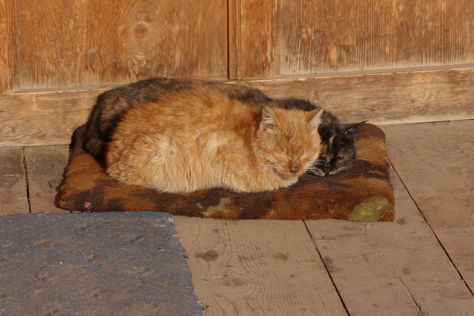 Overal dieren in elke tempel