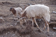 Lammeren en moederschapen bij de vleet (in de winter) ???