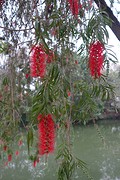 Bloemen in Ping Shan op de "new territories".