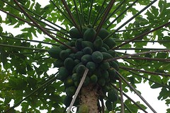 Mango`s zie je vaker hangen aan de bomen in dorpen rond het centrum van Hong Kong.