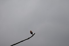 De heldenboom is de meest vreemde boom die ik ken. Hij heeft geen bladeren.