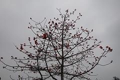 De heldenboom, maar ik krijg hem niet van dichter bij want hij groeit op een klif.
