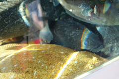 Dat is dus de levende `rock fish` boven een lokale platvis.