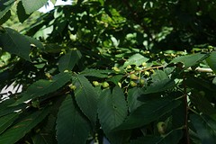 Vreemde plant : de vrucht groeit op het blad.