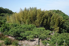 Bamboobos. Hoge en dikke bomen hoor.