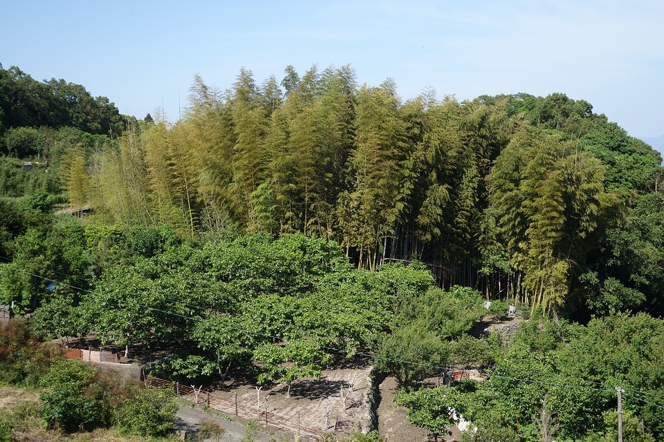 Bamboobos. Hoge en dikke bomen hoor.