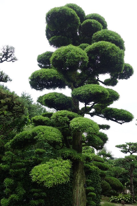 Een veel voorkomende boom in Japan met een moeilijke naam. Geen matsu want lange bladeren.