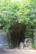 Chinese tuin in Naha