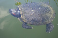 Spelen met de 7 schildpadden in de chinese tuin.