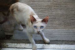 Deze kat lokte mij binnen in het visserscafe.
