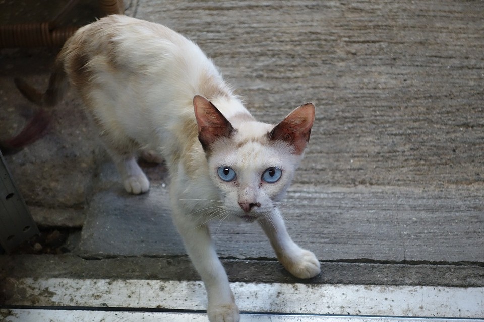 Deze kat lokte mij binnen in het visserscafe.
