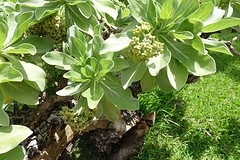 Wat is dat nu weer voor een plant ?