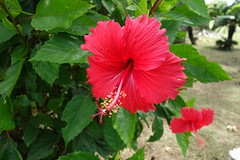 Camelia