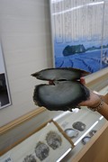 Gewoon mooi deze parelschelp.