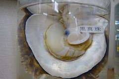 In deze parelschelp op sterk water zit een groeiende parel.