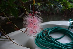 Barringtonia bestaat in drie kleuren. Hier roze-wit.