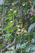 De vrucht van de Barringtonia.