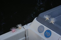 Barringtonia die vallen op het schip. Elke nacht bloeien andere knoppen.