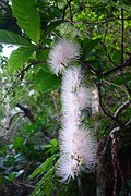 Witte barringtonia